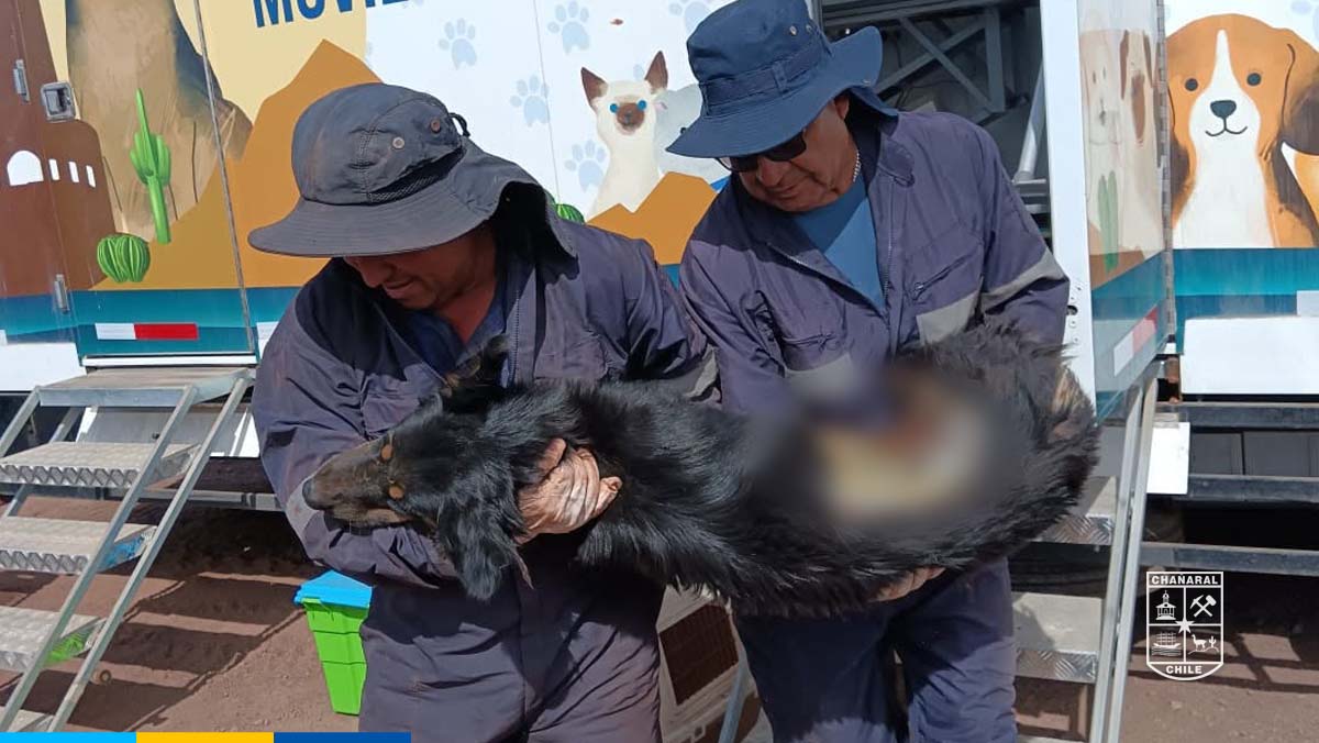 Esta intervención busca contribuir a la prevención de la reproducción no planificada y al control poblacional canino