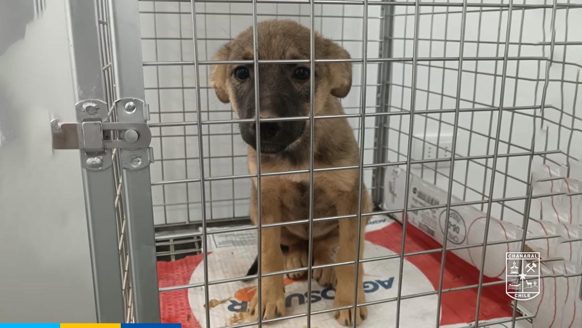 El municipio reafirma su compromiso con el desarrollo de acciones en terreno que fomenten la tenencia responsable de mascotas, la prevención y el cuidado animal.