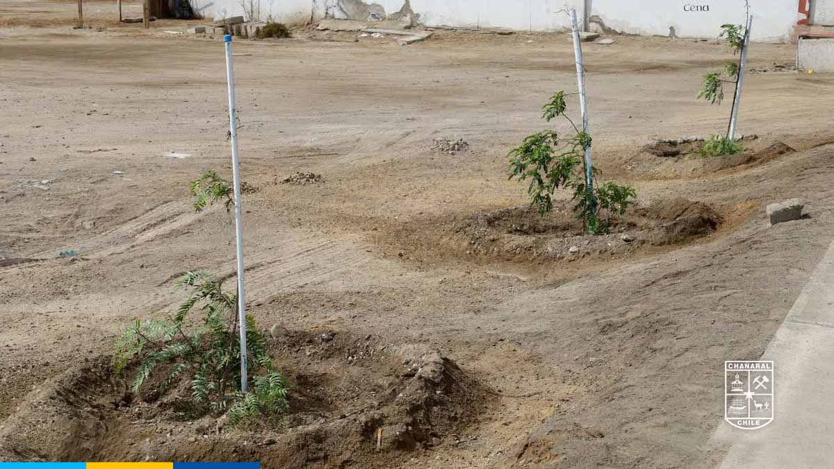 El municipio continúa impulsando la plantación de árboles de distintas especies, interviniendo nuevamente el sector de avenida Diego de Almeyda...